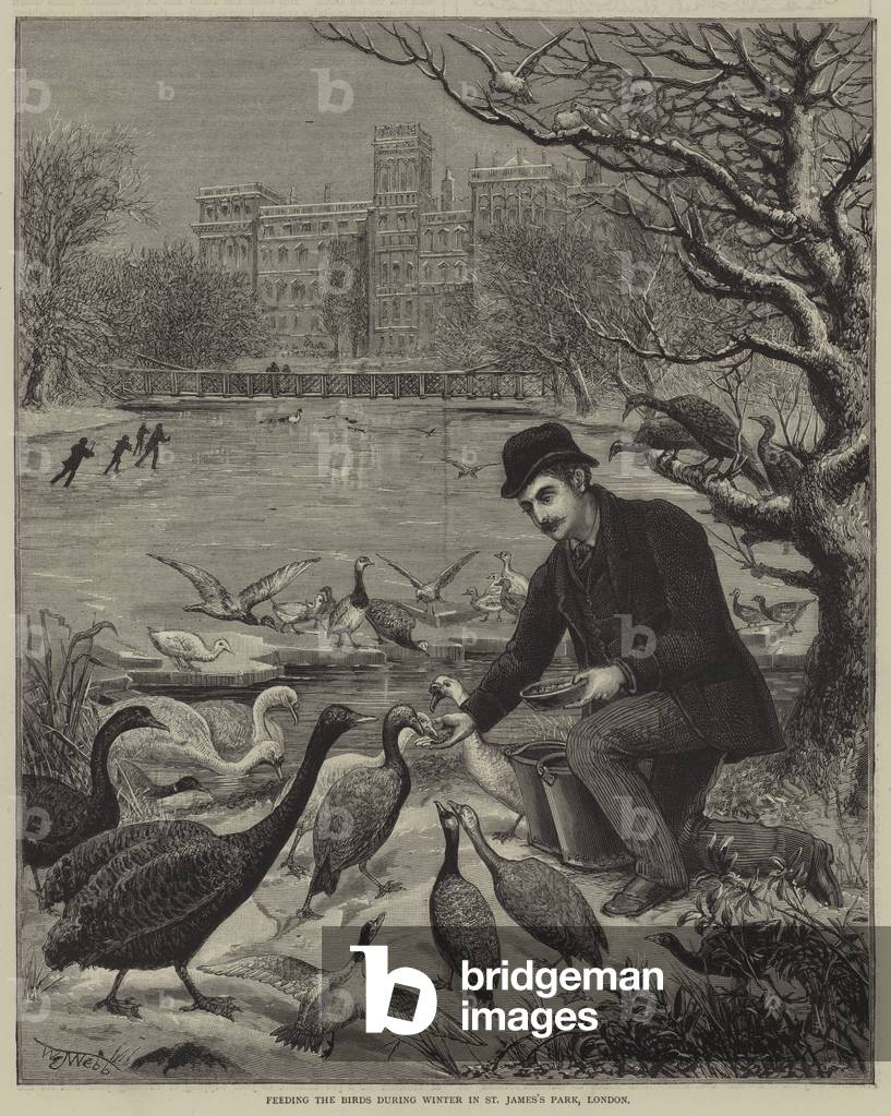 Feeding the birds during winter in St James's Park, London (engraving)