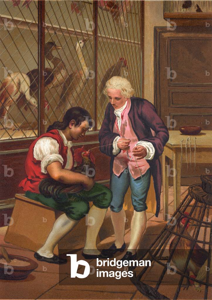 "Lazzaro Spallanzani sperimenta con la digestione degli uccelli", 20th Secolo di Spanish School