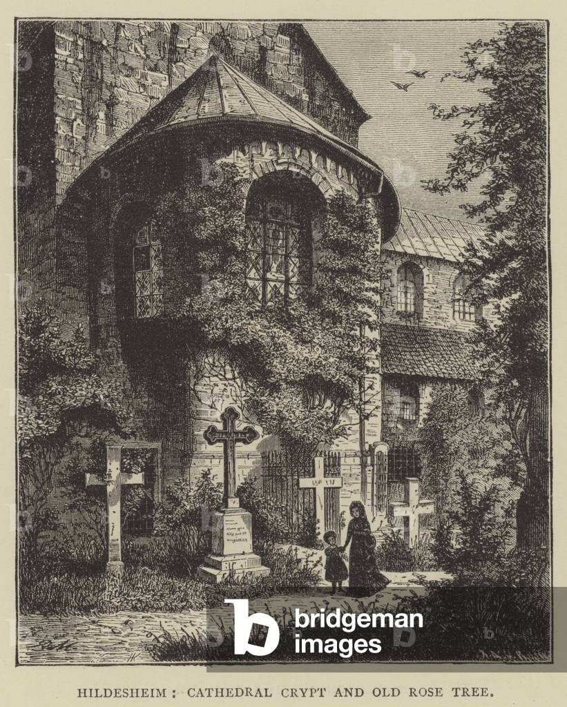 Hildesheim, Cathedral Crypt and Old Rose Tree (engraving)
