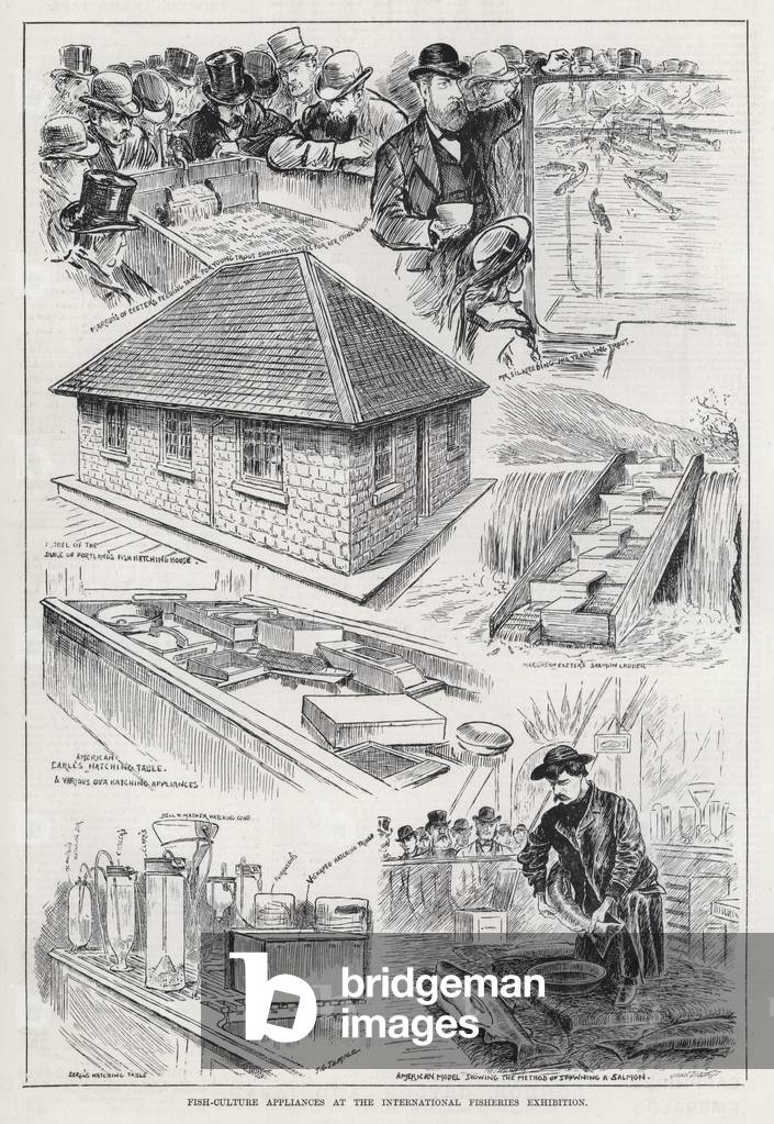 Fish-Culture Appliances at the International Fisheries Exhibition (engraving)