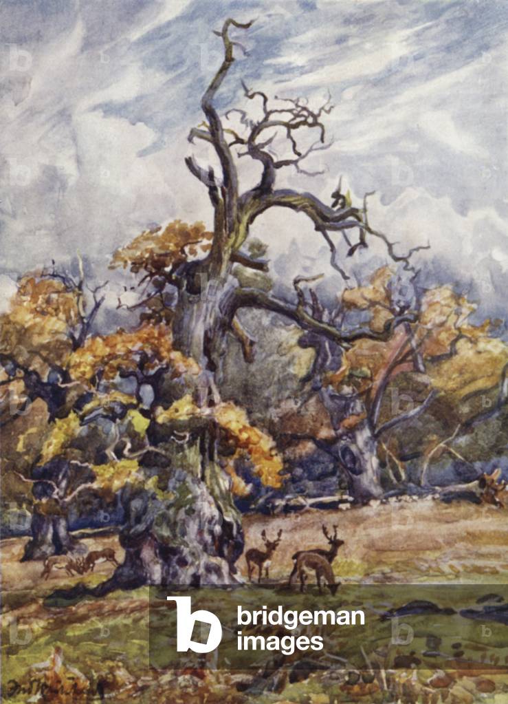 Packington Park (colour litho)