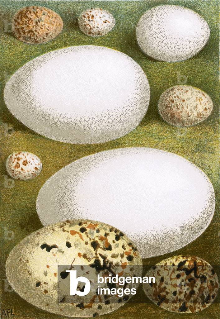 Eggs