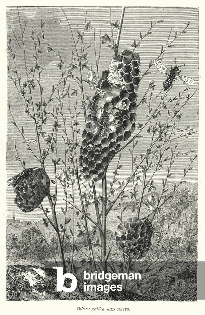 Polistes gallica and Nests (engraving)