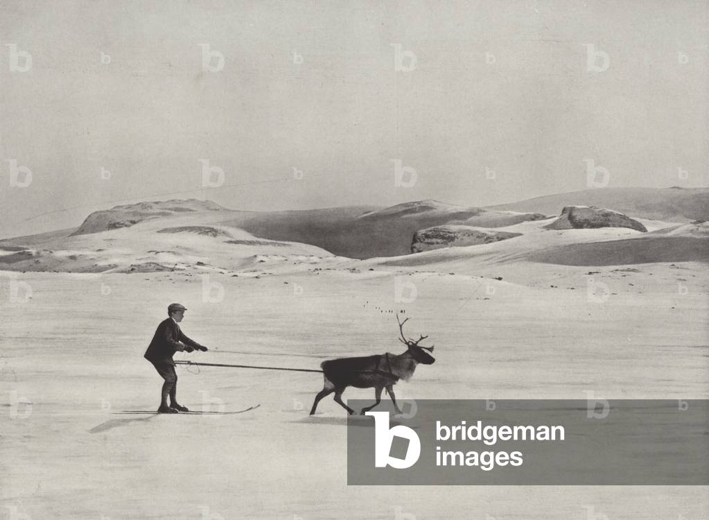 Ski-Driving with Reindeer on the Mountains (b/w photo)