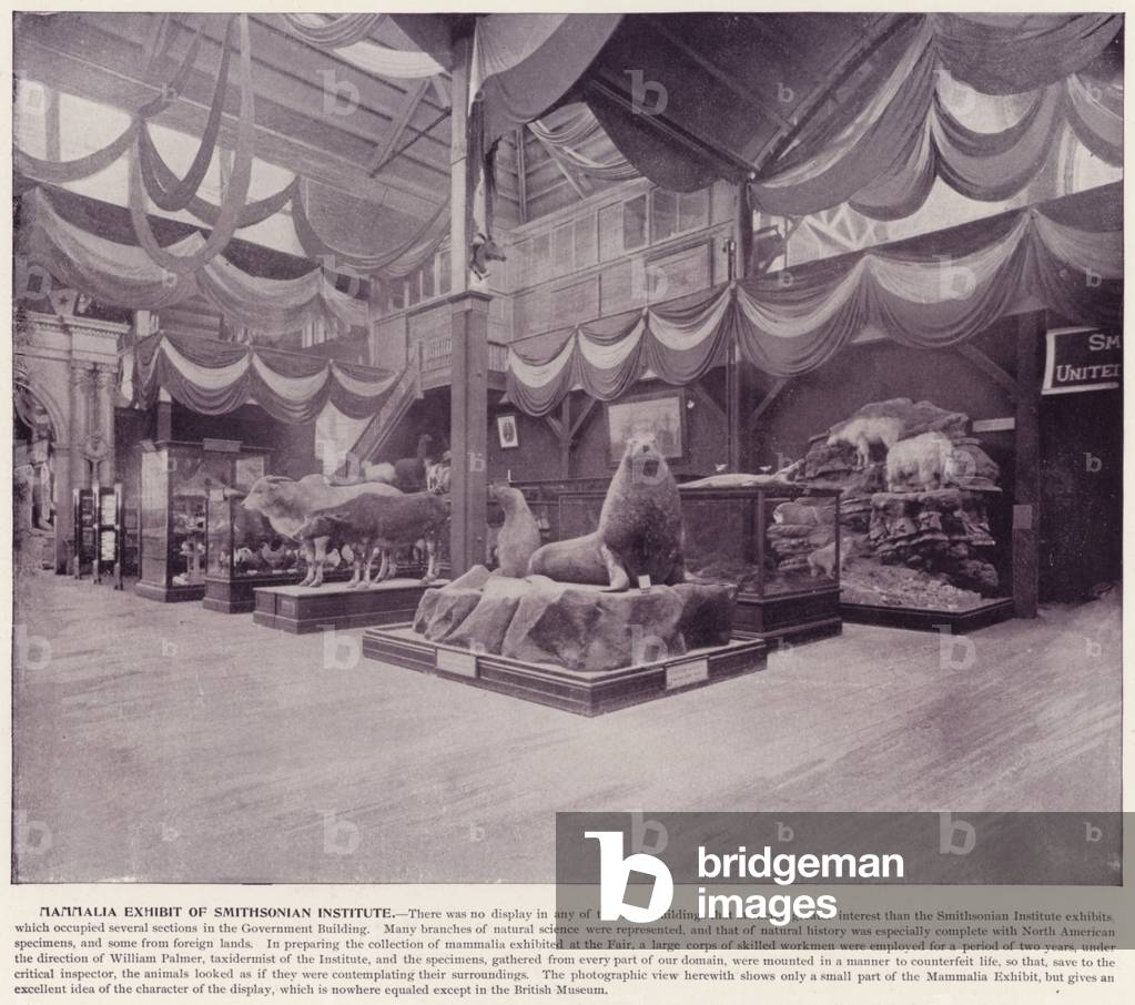 Chicago World's Fair, 1893: Mammalia Exhibit of Smithsonian Institute (b/w photo)
