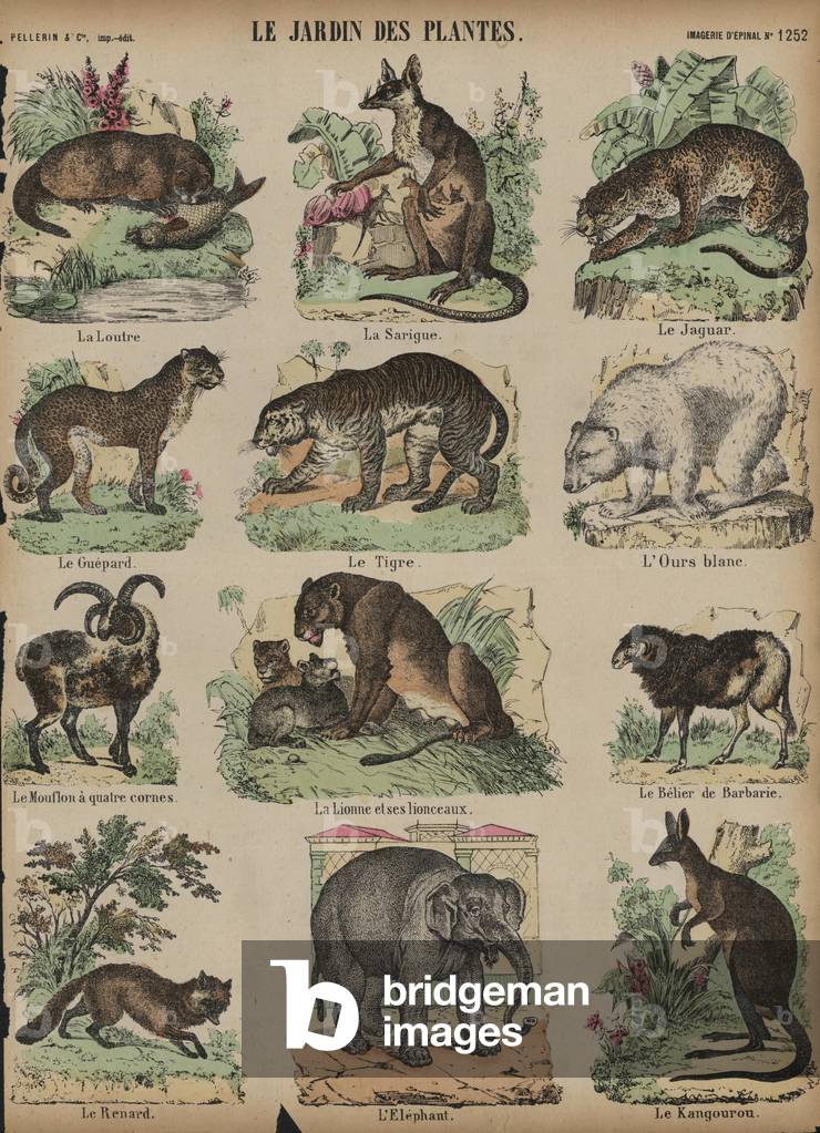 Animals at the Jardin des Plantes, Paris, France (coloured engraving)