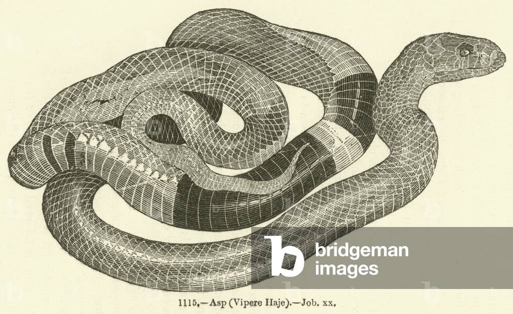 Asp, Vipere Haje, Job xx (engraving)