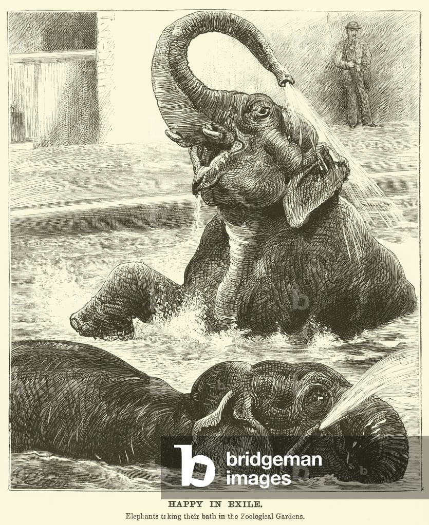 Happy in exile, Elephants taking their bath in the Zoological Gardens (engraving)