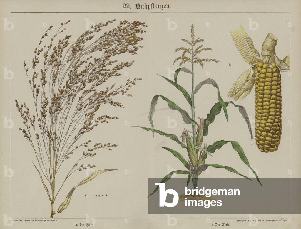 Plants (colour litho)