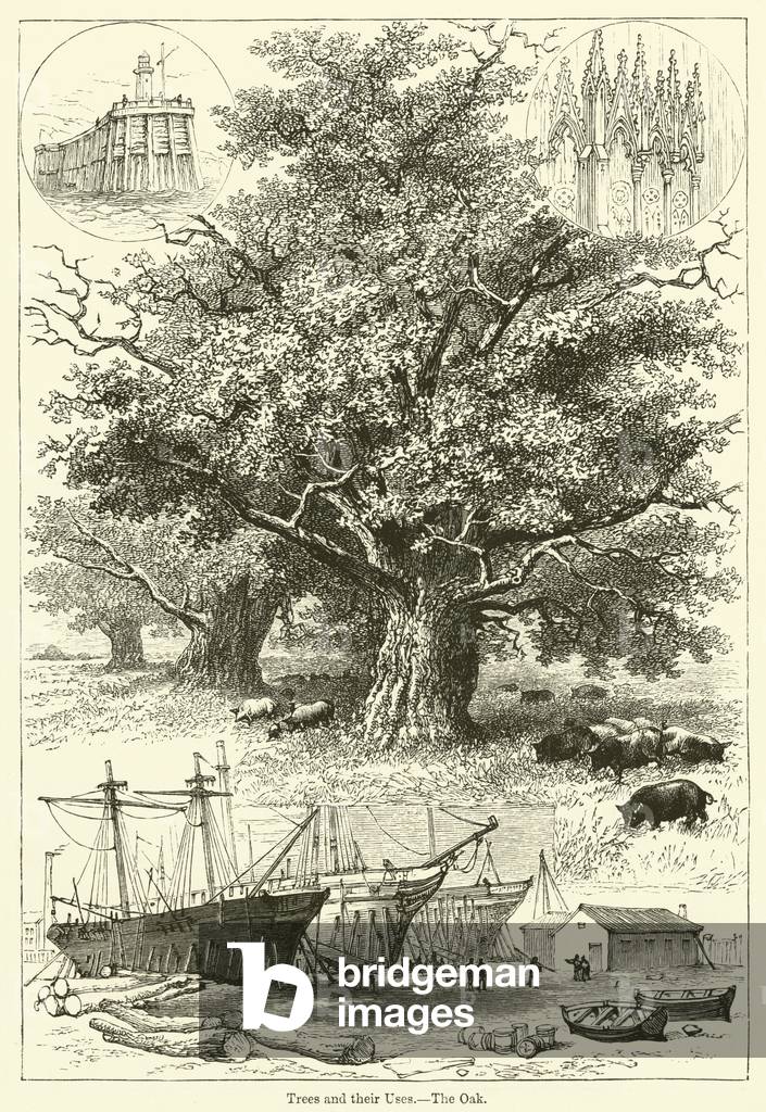 Trees and their Uses, The Oak (engraving)