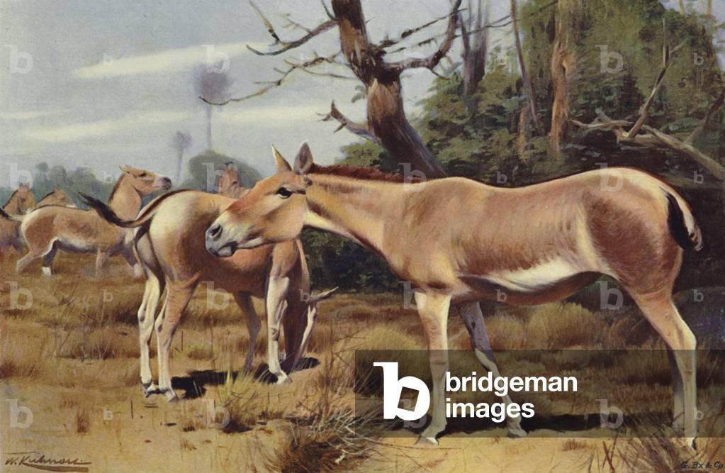 Asiatic Wild Ass (colour litho)