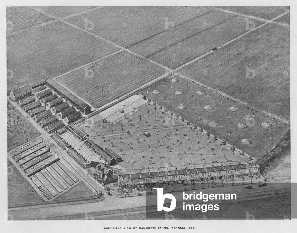 Whiteley's Farms: Bird's-eye view of Hanworth farms, kennels, etc (litho)
