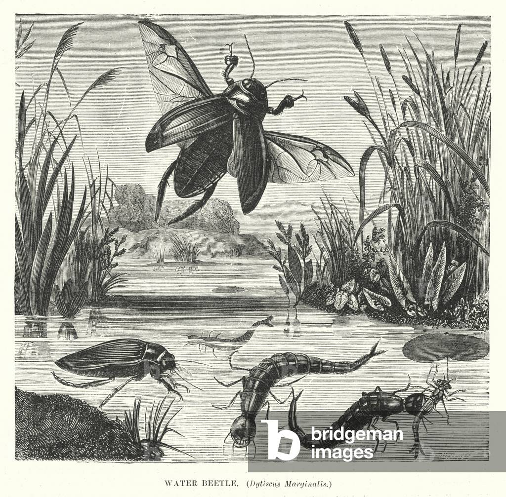 Water Beetle, Dytiscus Marginalis (engraving)