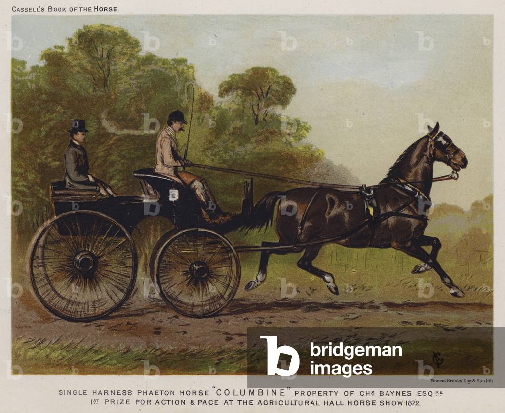 Single Harness Phaeton Horse 