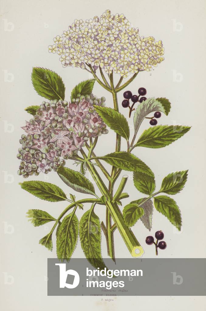Flowering Plants of Great Britain: Dwarf Elder, Common Elder (colour litho)