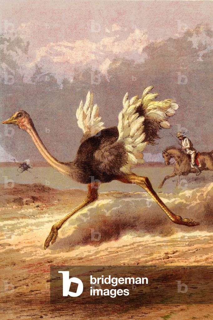 Chasing the ostrich (chromolitho)