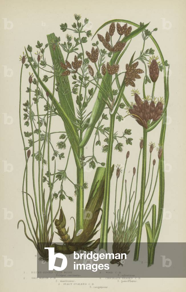 Blunt-Edged Club Rush, Salt Marsh Club Rush, Wood Club Rush, Chocolate-Headed Club Rush, Scaly Stalked Club Rush (colour litho)