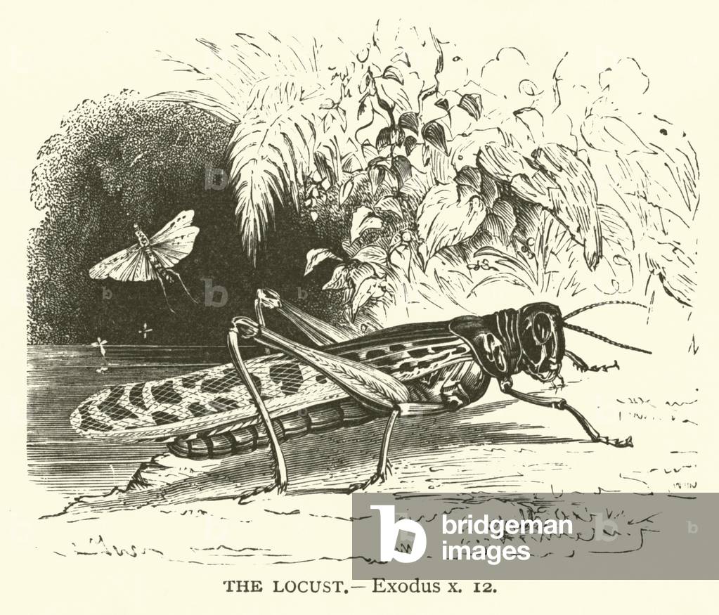 The Locust, Exodus, x, 12 (engraving)