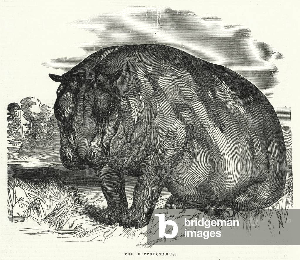 The Hippopotamus (engraving)