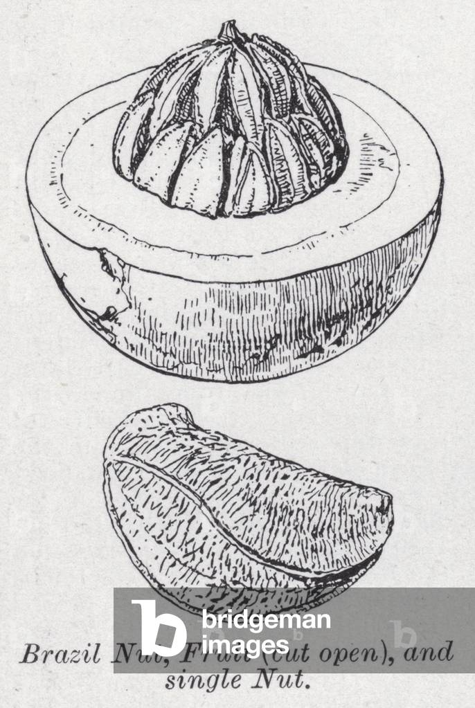 Brazil nut, fruit, cut open, and single nut (litho)