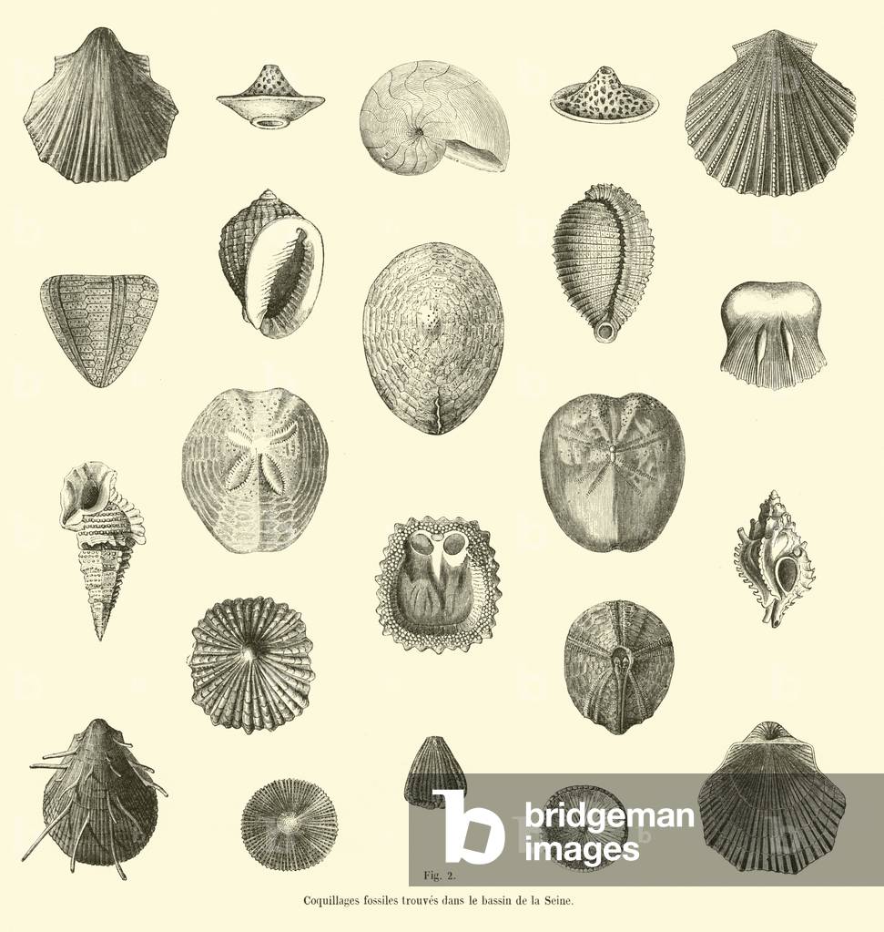 Coquillages fossiles trouves dans le bassin de la Seine (engraving)