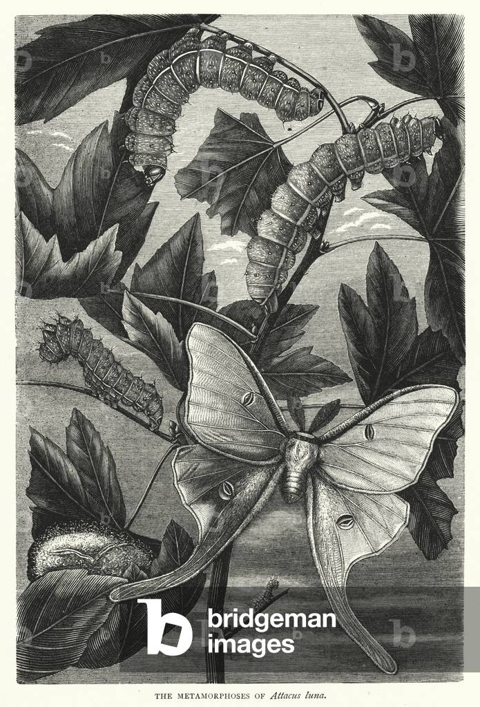 The Metamorphoses of Attacus luna (engraving)