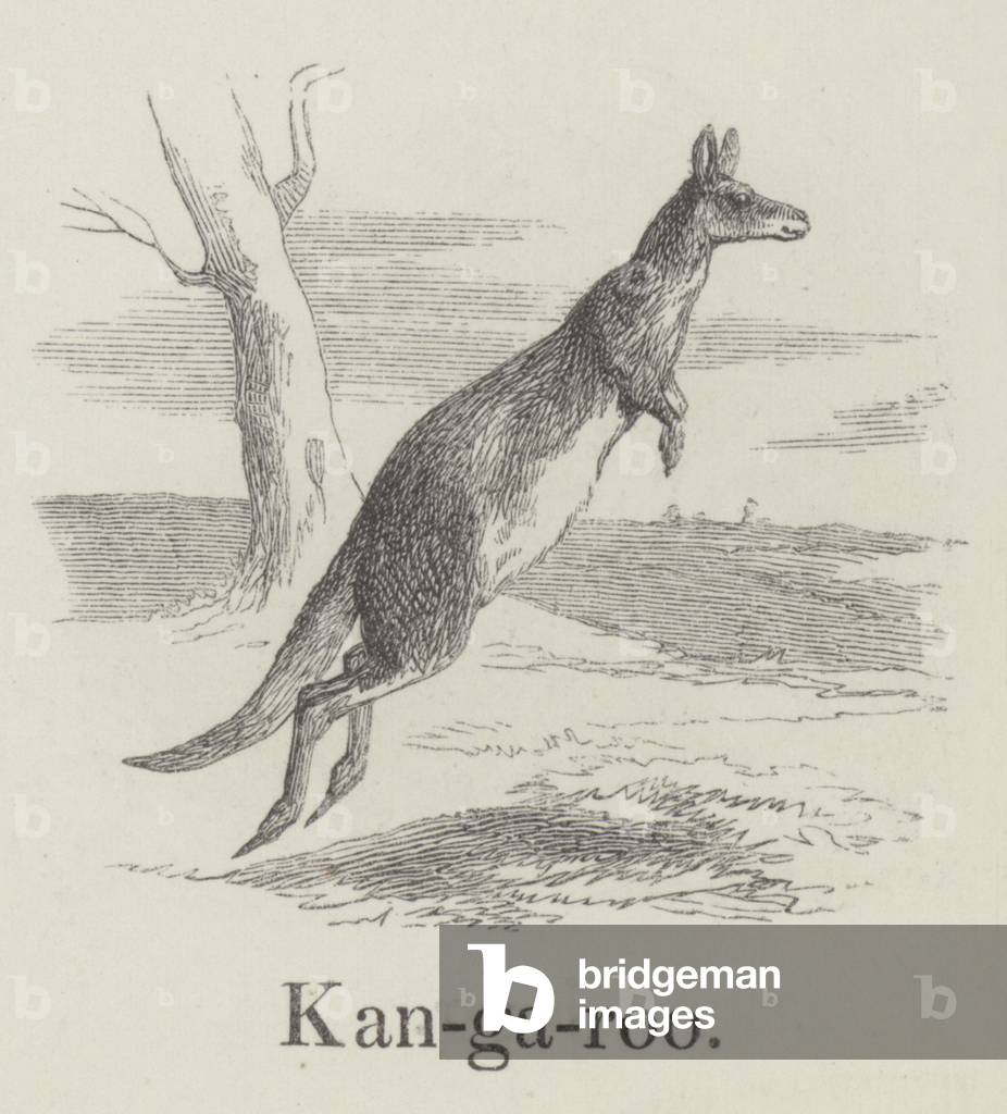 Kangaroo (engraving)