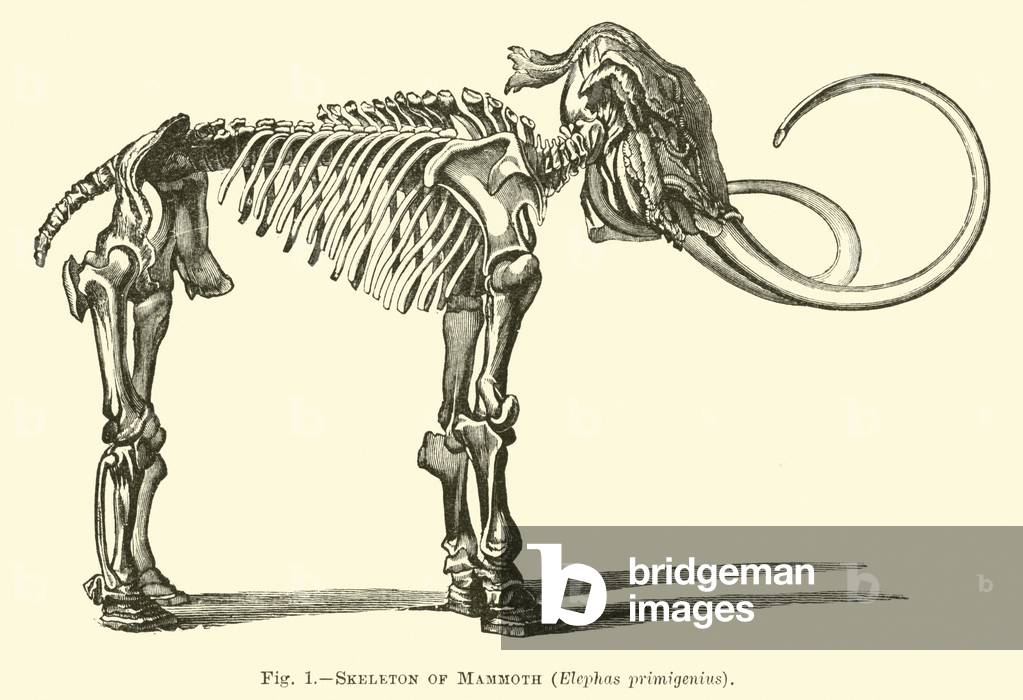Skeleton of Mammoth, Elephas primigenius (engraving)