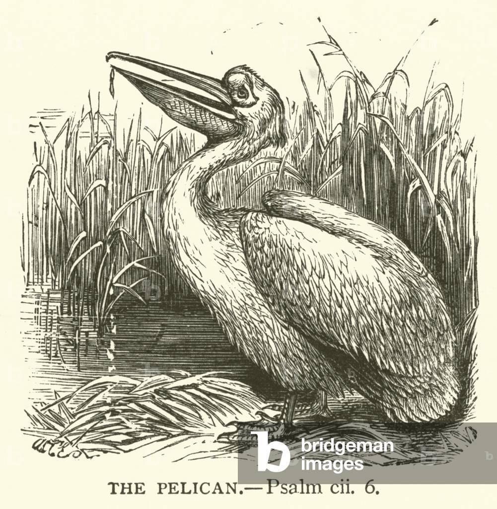 The Pelican, Psalm, cii, 6 (engraving)