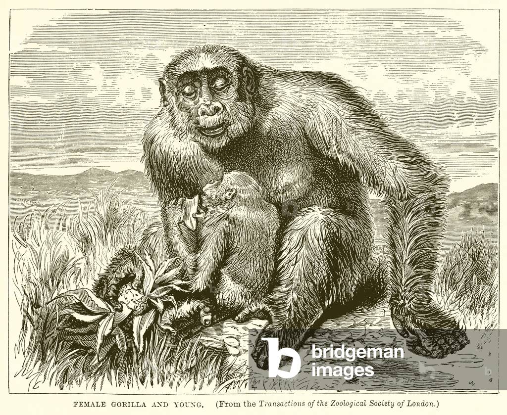 Female Gorilla and Young (engraving)