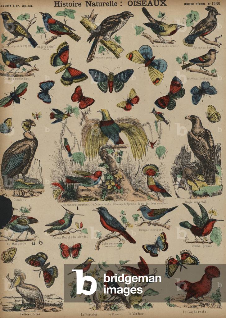 Wild birds (coloured engraving)
