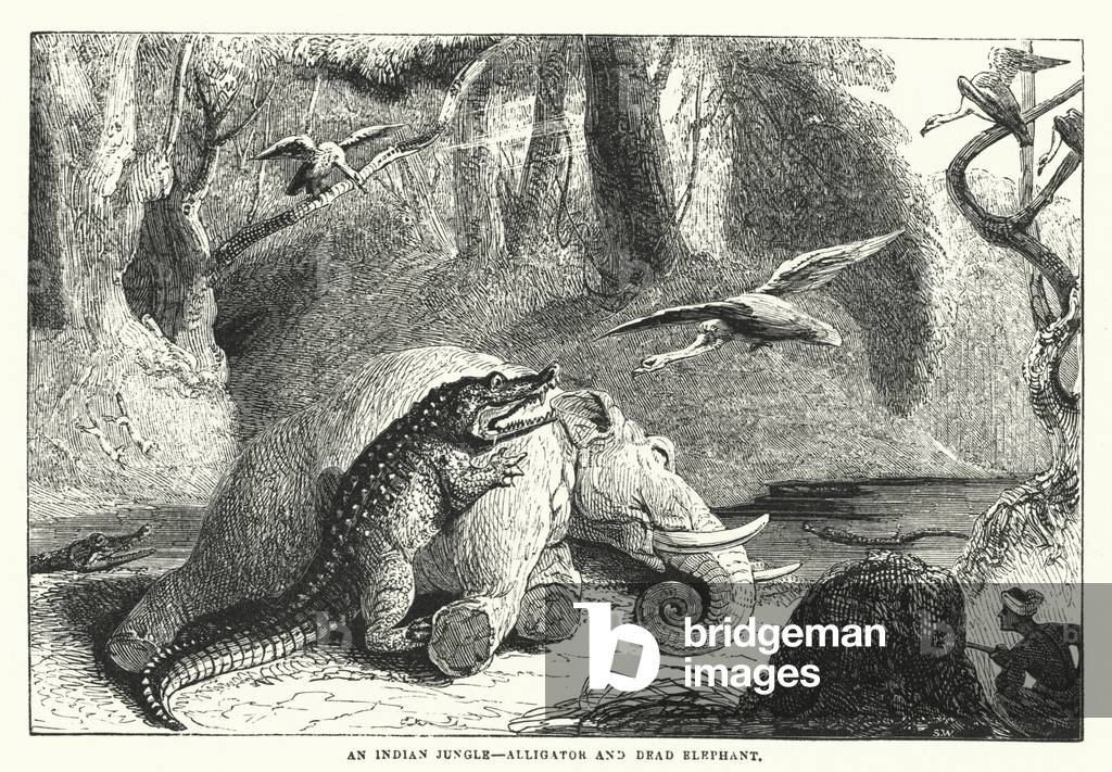 An Indian Jungle, Alligator and Dead Elephant (engraving)