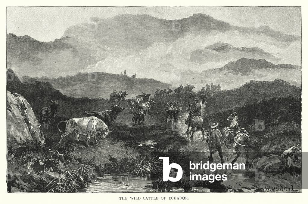 The Wild Cattle of Ecuador (engraving)