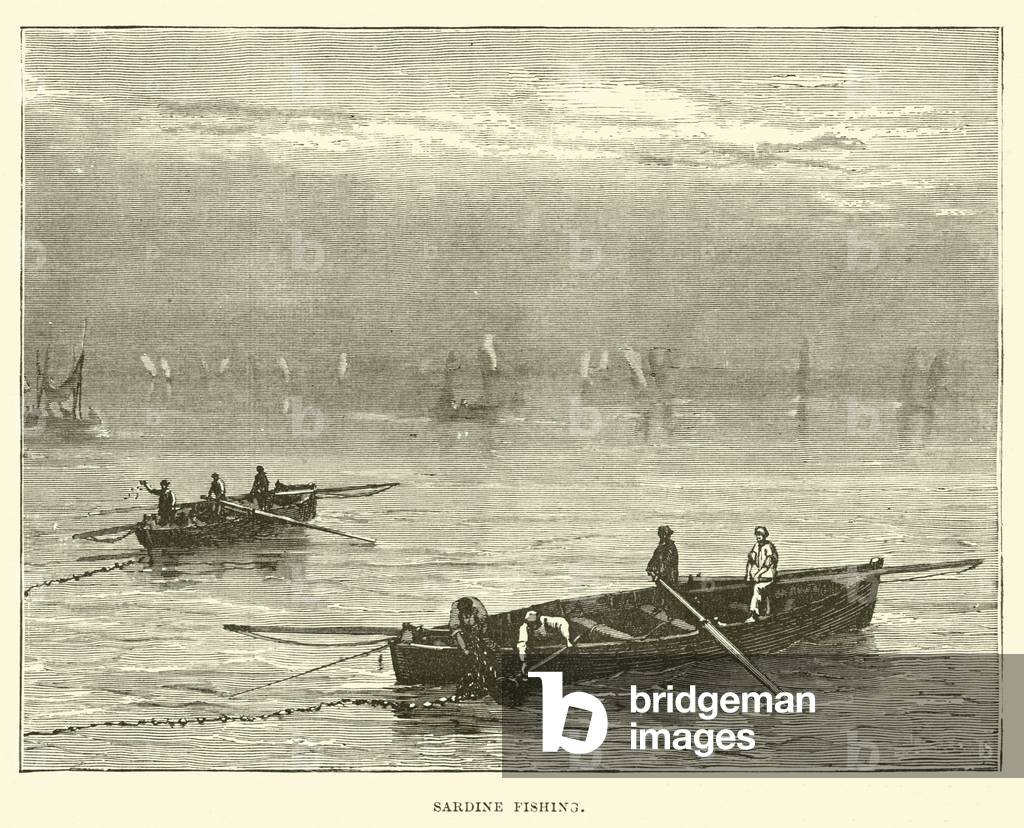 Sardine fishing (engraving)
