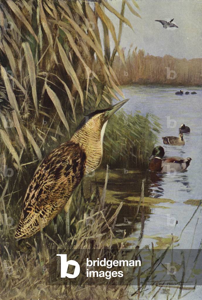 Bittern (colour litho)
