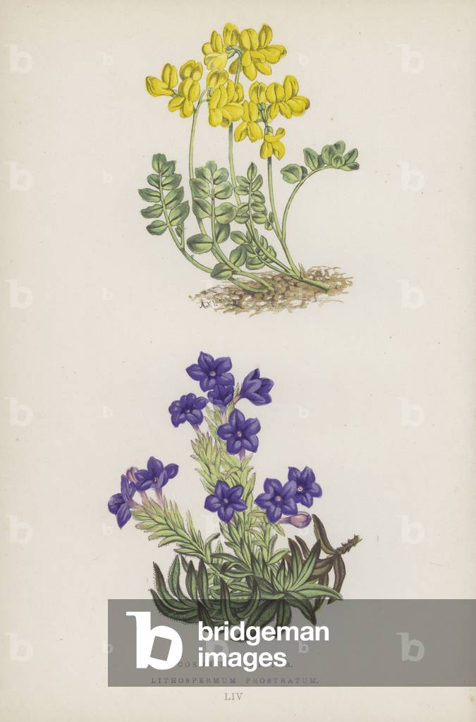 Coronilla Minima; Lithospermum Prostratum (colour litho)