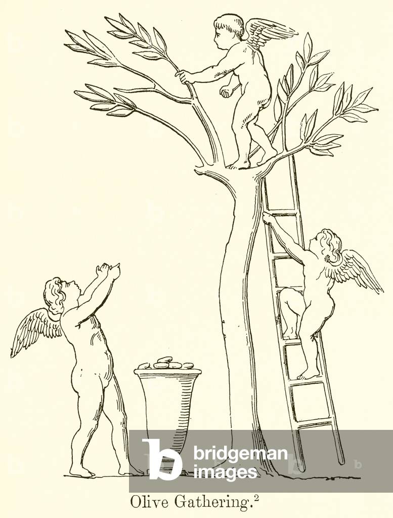 Olive Gathering (engraving)