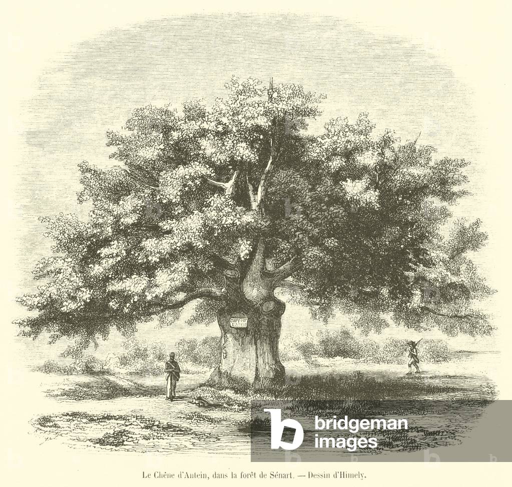 Le Chene d'Antein, dans la foret de Senart (engraving)