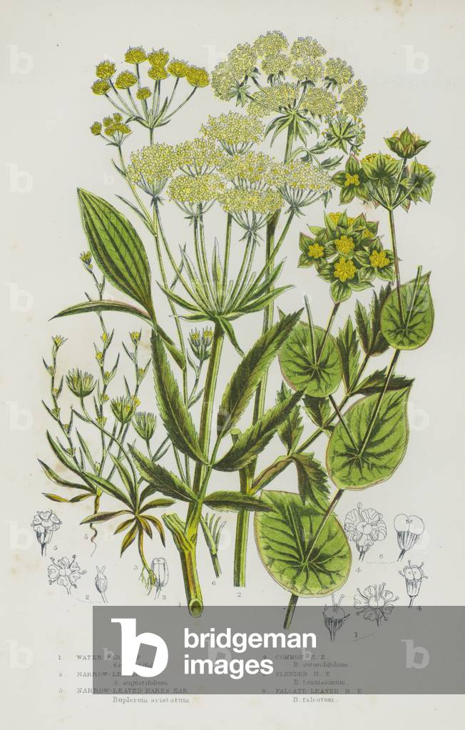 The Flowering Plants of Great Britain, c.1880 (litho)
