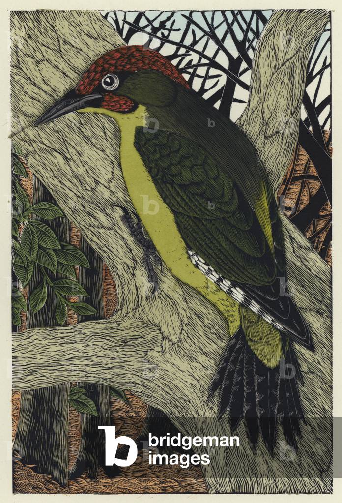 Green Woodpecker (coloured engraving)
