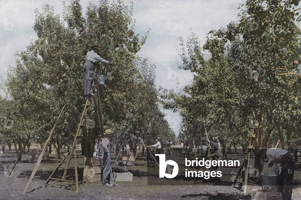Oregon: Picking Fruit in a Rouge River Valley Orchard (photo)