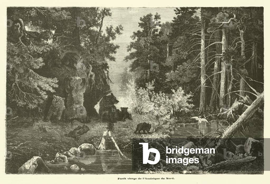 Foret vierge de l'Amerique du Nord (engraving)