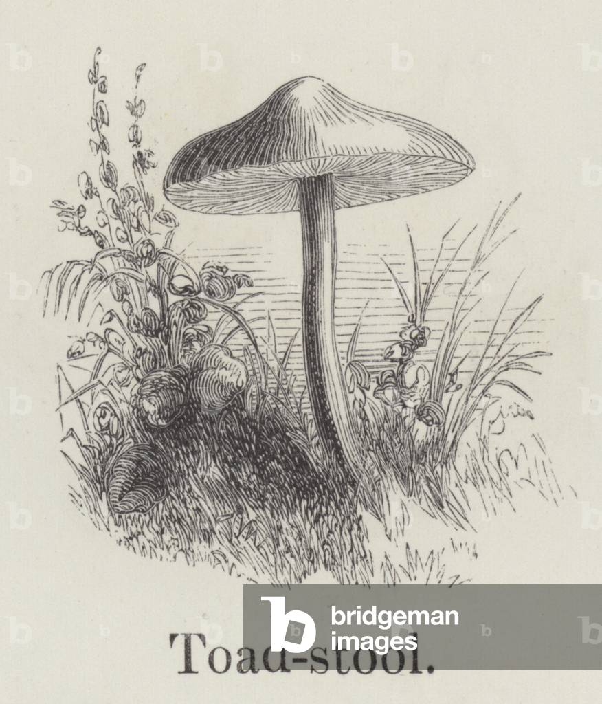 Toadstool (engraving)