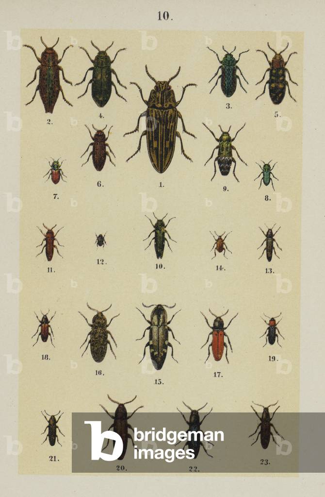 Plate from The Young Beetle-Collector's Handbook (chromolitho)