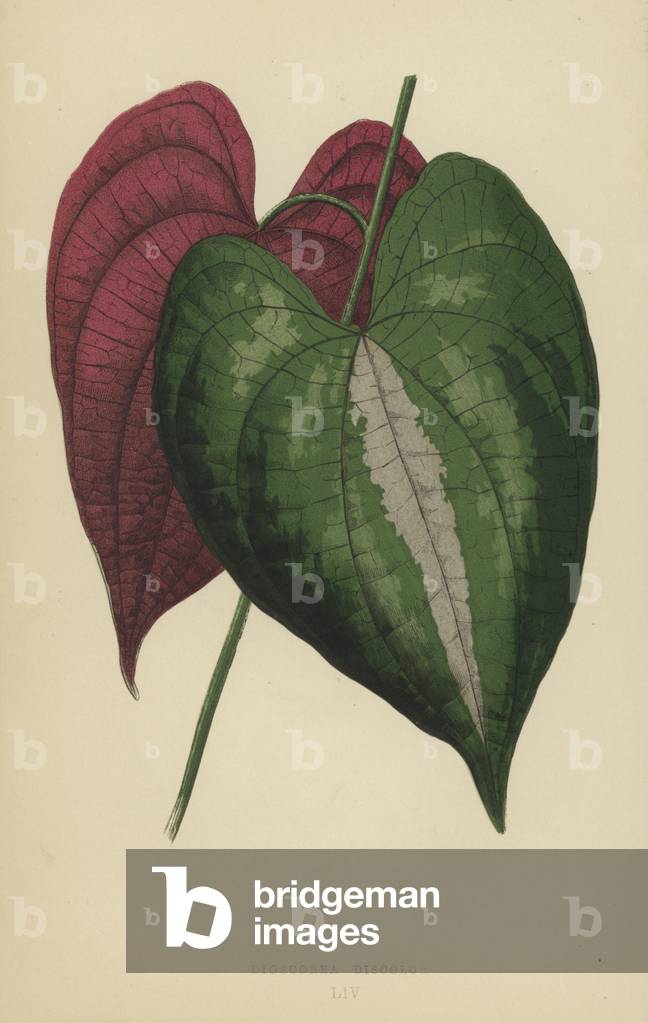 Dioscorea Discolor (chromolitho)