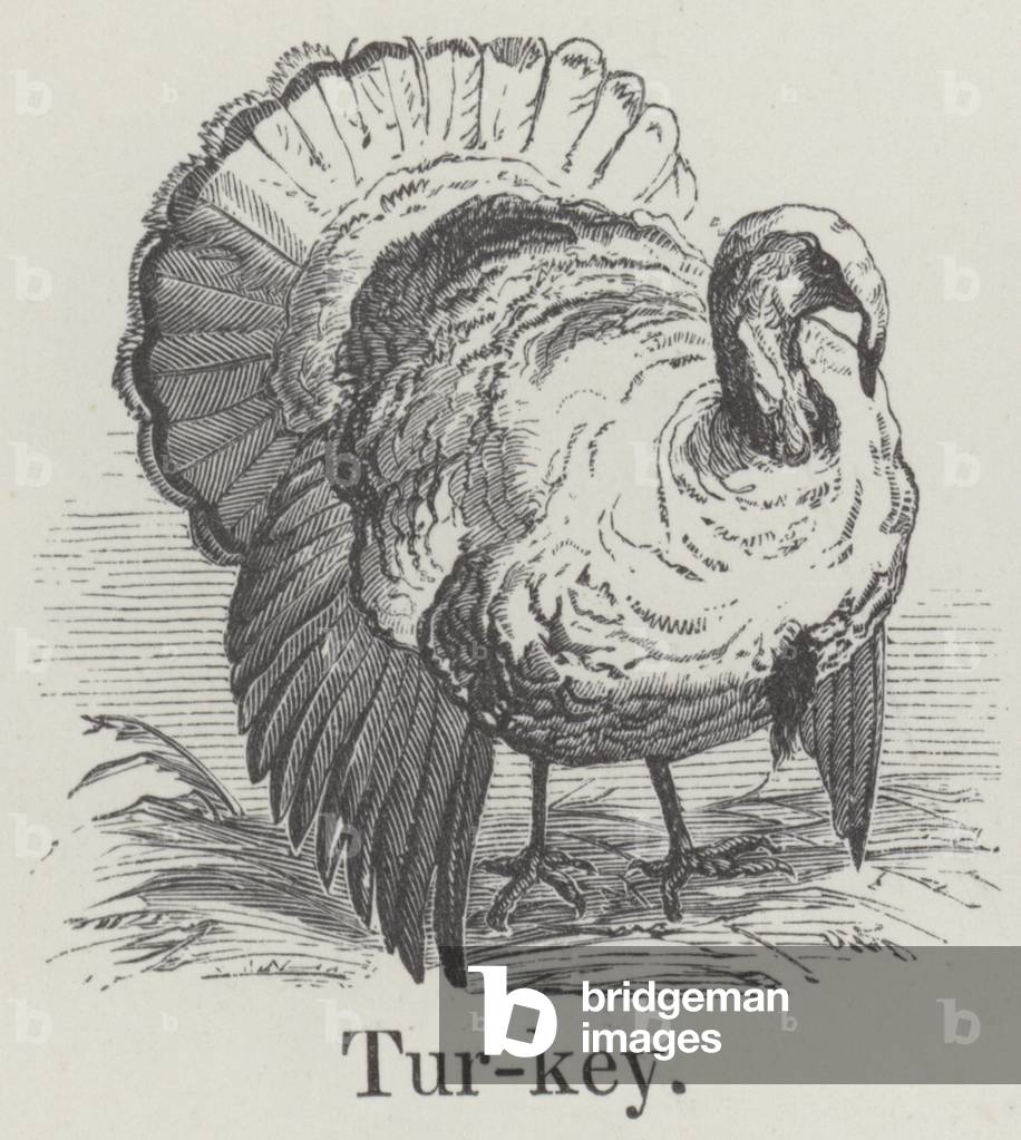 Turkey (engraving)