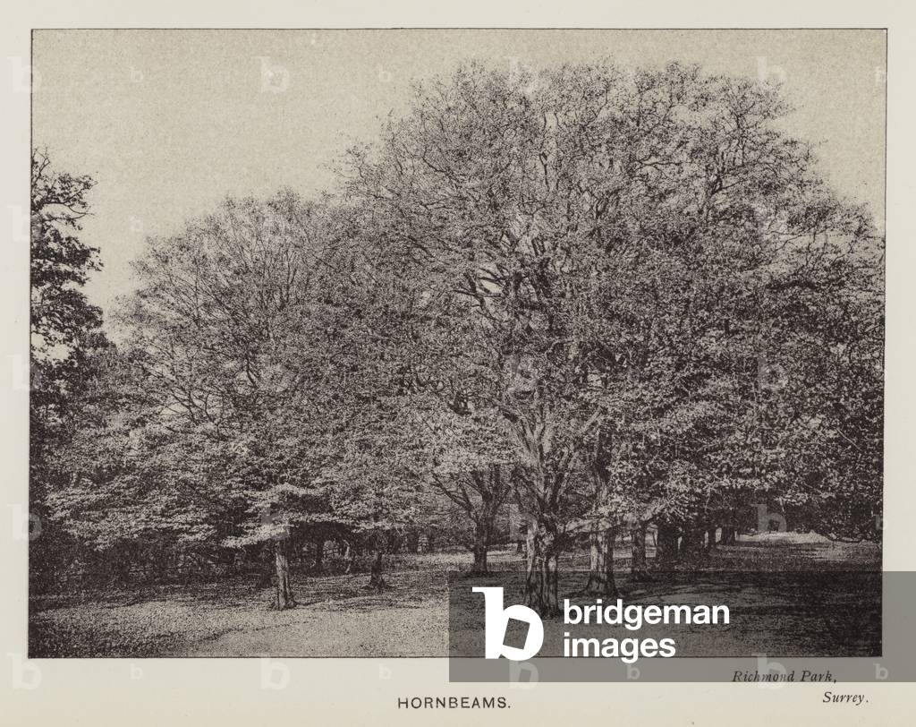 British Trees: Hornbeams, Richmond Park, Surrey (b/w photo)
