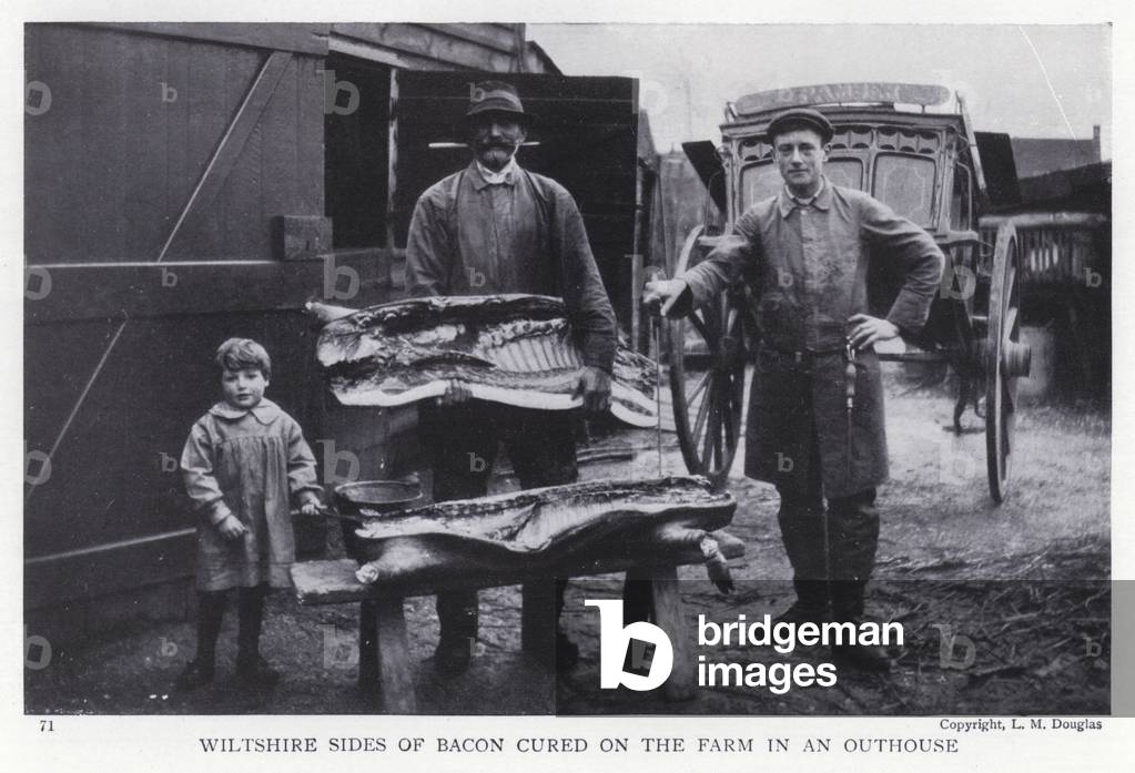 Wiltshire sides of bacon cured on the farm in an outhouse (b/w photo)