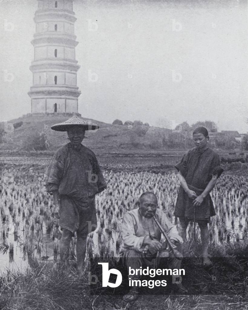 Rice field, China (b/w photo)