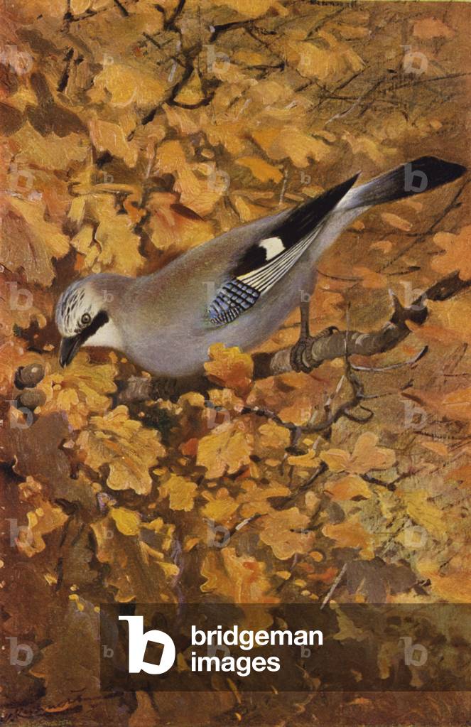 Jay (colour litho)